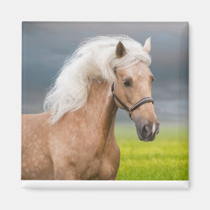 Aimant Beau Portrait Palomino Horse avec Long Mane