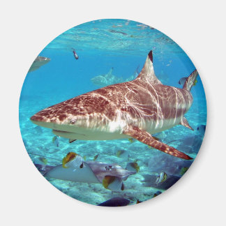 Aimant Beau requin