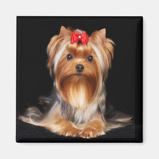 Aimant Beau Yorkshire Terrier