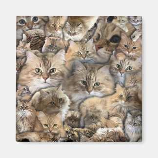 Aimant Beaucoup de mini-chats