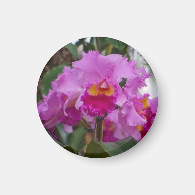 Aimant Beauté d'orchidée (Devant)