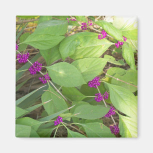 Aimant Beautyberries violettes