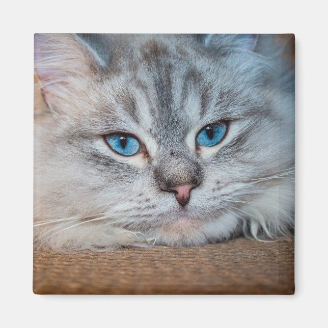 Aimant Beaux yeux bleu chat (Devant)