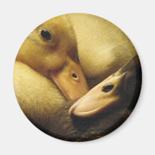 Aimant Bébé Ancône Canards Canards Canards Animaux