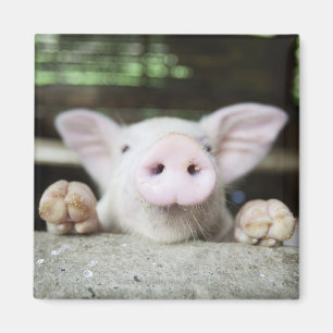 Aimant Bébé Cochon en Stylo, Piglet