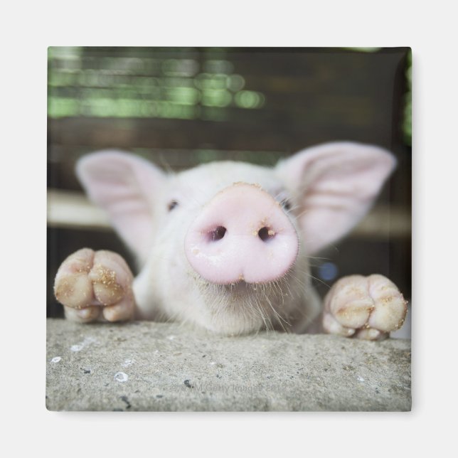 Aimant Bébé Cochon en Stylo, Piglet (Devant)