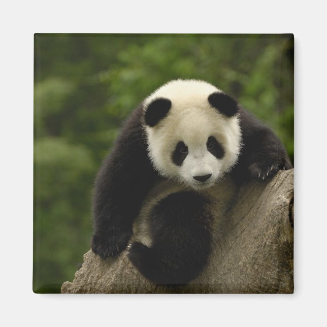 Aimant Bébé panda géant (Devant)