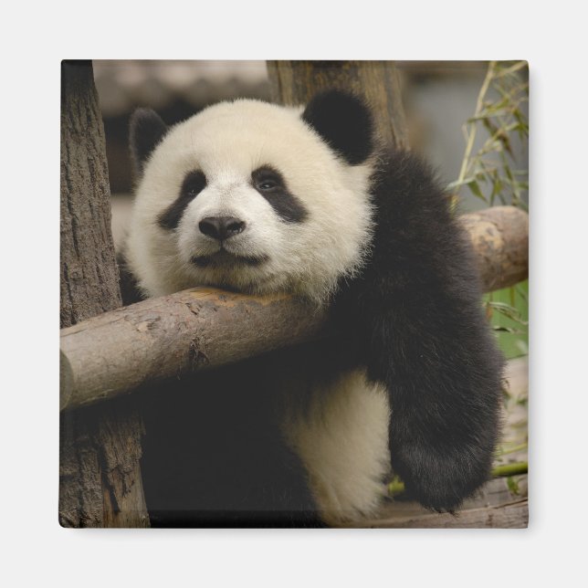 Aimant Bébé panda géant (Ailuropoda melanoleuca) (Devant)