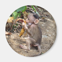 Bébé singe