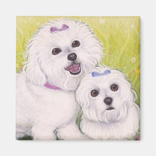 Aimant Bébés de Bichon