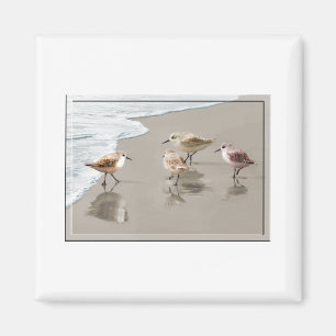 Aimant Bécasseaux chez Shoreline