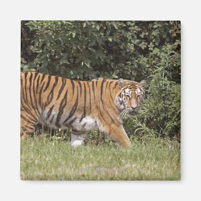 Aimant Bedfordshire, Angleterre 2 (Devant)