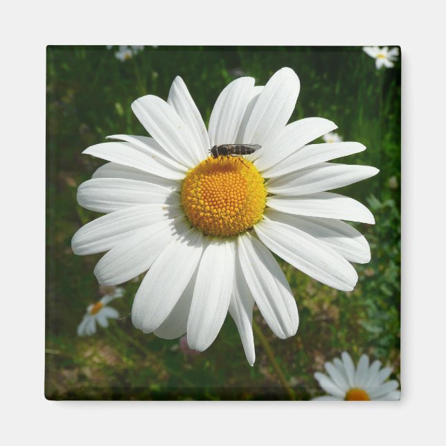 Aimant Bee on Daisy Alaskan Summer Nature (Devant)