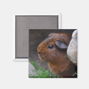 Aimant Belle Agouti Guinée Pig lisse derrière le rocher