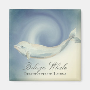 Aimant Belle baleine de Beluga, Delphinapterus Leucas