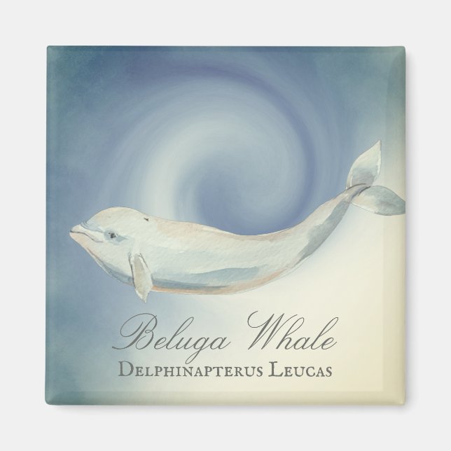 Aimant Belle baleine de Beluga, Delphinapterus Leucas (Devant)