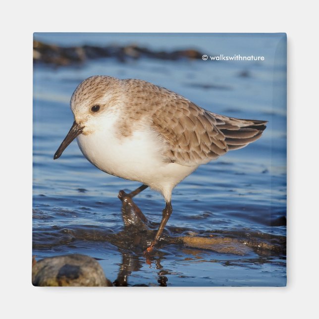 Aimant Belle Bécasseau De Sanderling Marche Les Rives D'A (Devant)