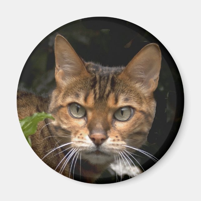 Aimant Belle Chat Bengale (Devant)