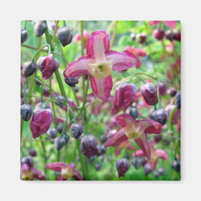 Aimant Belle Fleurs Roses Bleues Boutons Printemps Photo (Devant)