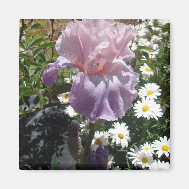 Aimant Belle Iris Fleur violet Fleur Photo (Devant)