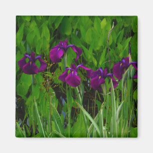 Aimant Belle Iris Violet