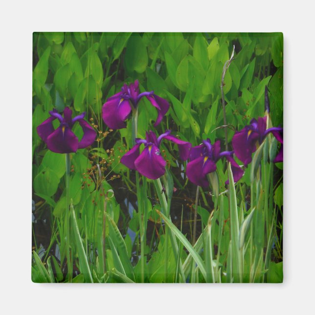 Aimant Belle Iris Violet (Devant)