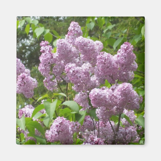 Aimant Belle Lilac Bush- (Devant)