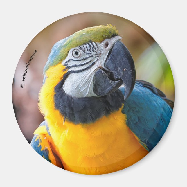 Aimant Belle Macaw Bleue et Or (Devant)