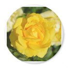 Belle rose jaune