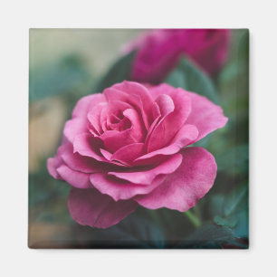 Aimant Belle rose rose rose