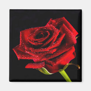 Aimant Belle rose rouge