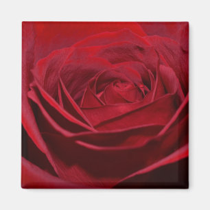 Aimant Belle Rose Rouge