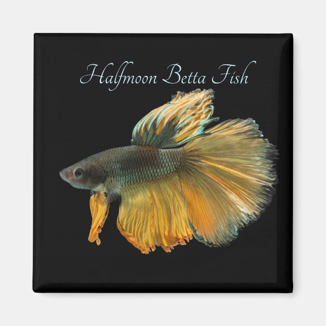 Aimant Belle Siamese Combattre Poisson Betta demi-lune (Devant)