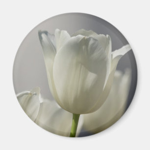 Aimant Belle Tulipe de printemps blanche