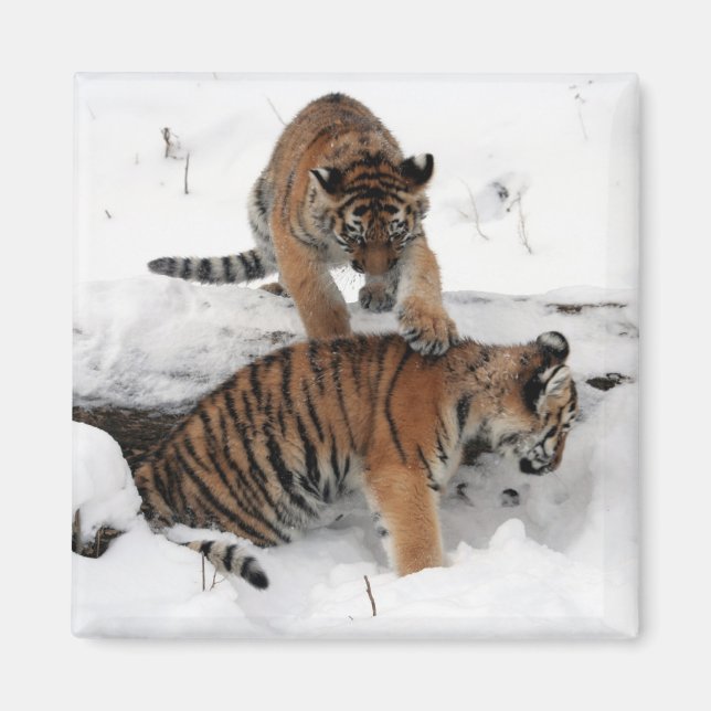 Aimant Belles cubes de tigre jouant dans la neige (Devant)