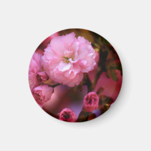 Aimant Belles fleurs de cerisiers rose printemps
