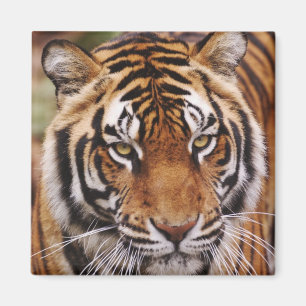 Aimant Bengal Tiger, Panthera tigris