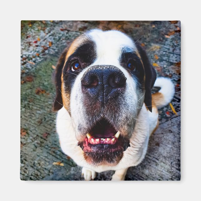 Aimant Bernhadine (Devant)