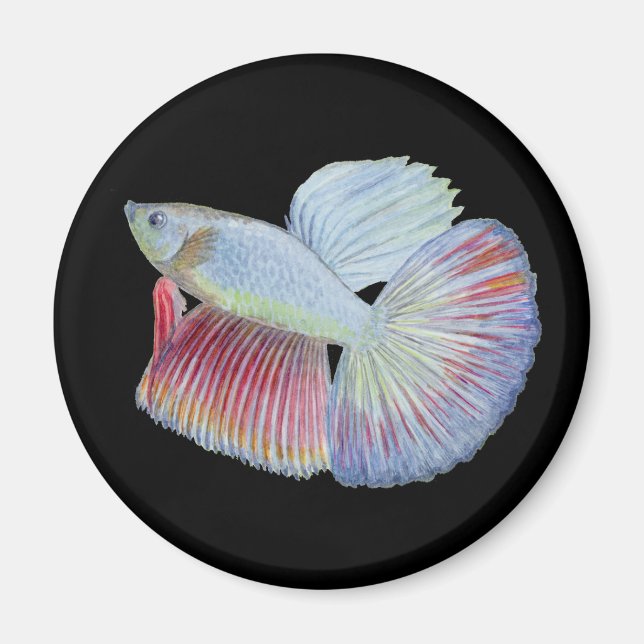 Aimant Betta fish (Devant)