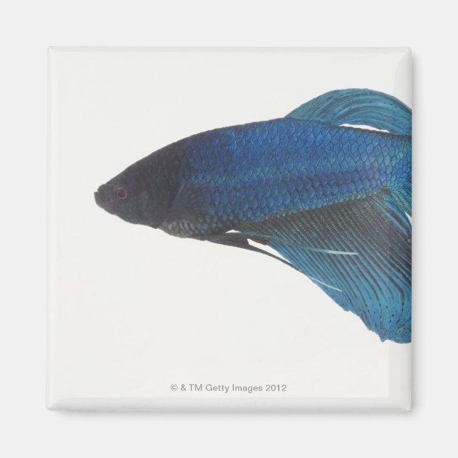 Aimant Betta Fish ou Homme Blue Siamese Poisson combattan (Devant)