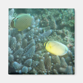 Aimant Beurre rouge (Chaetodon lunulatus)