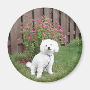 Aimant Bichon Frise