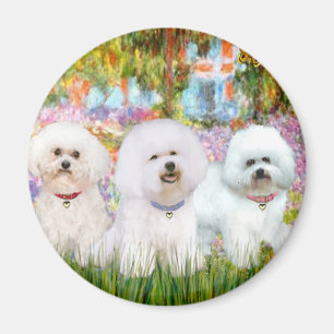 Aimant Bichon Frise Trio - Jardin (VG)