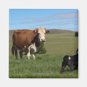 Aimant Bien que les vaches et les chiens soient de