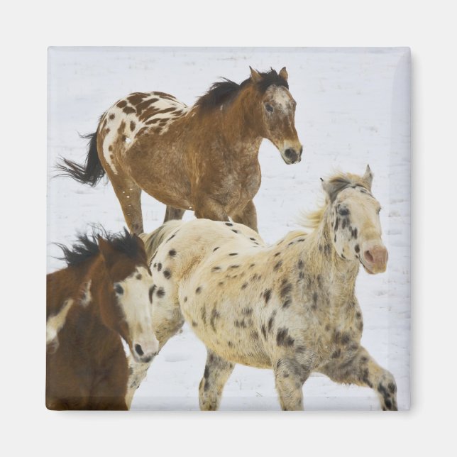 Aimant Big Horn Mountains, Chevaux courant dans la neige (Devant)