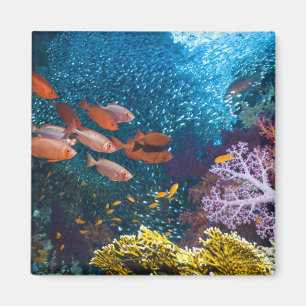 Aimant Bigeye ou Lunette-Oeil du paysage   de récif