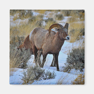 Aimant Bighorn Sheep Photo Neige