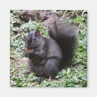 BIRCH BAY SQUIRREL