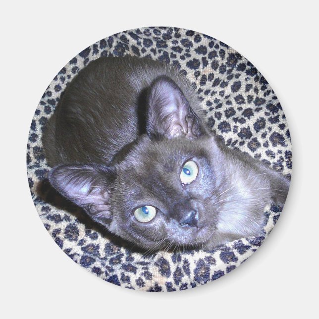 Aimant birman (Devant)