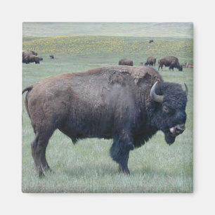 Aimant Bison